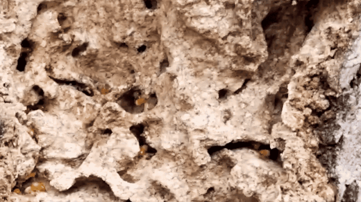 Formosan Termites In Tree