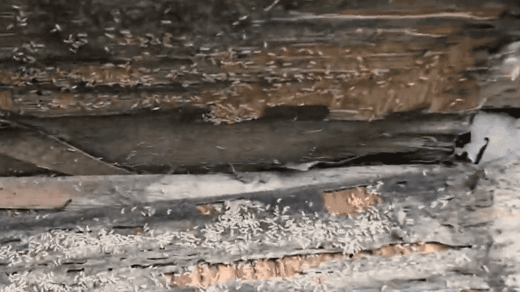 Formosan Termites In Baytown Texas