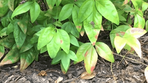 HUGE Cicada Killer Wasps