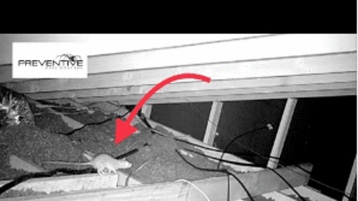 Roof Rat