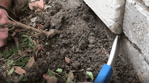 Eastern Subterranean Termites On Building