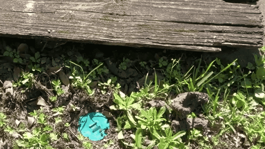 Termites Feeding On Sentricon Bait Station