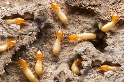 what do termites look like